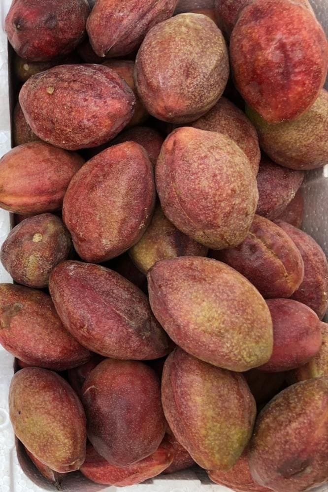 بلدية القطيف تطلق فعالية “ثمرة اللوز” للاحتفاء باللوز الأحمر