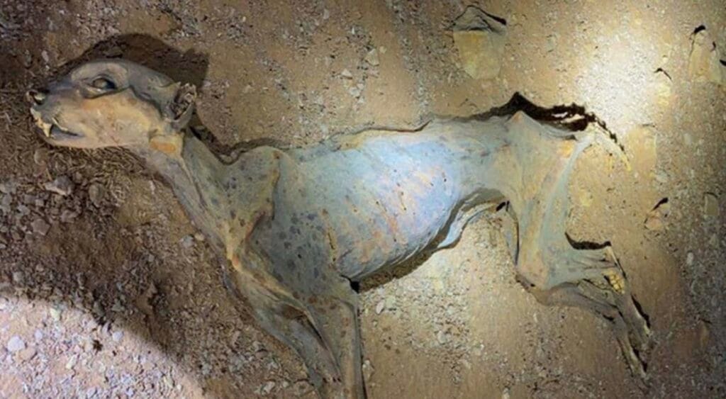 Nature تنشر اكتشافًا سعوديًا نادرًا: فهود محنطة طبيعيًا ترسم خريطة علمية لإعادة توطين الفهد في المملكة