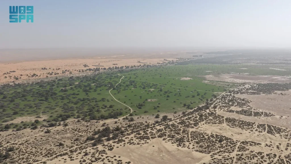 روضة خريم تزدهر بالغطاء النباتي وتتحول إلى لوحة طبيعية نابضة بالحياة