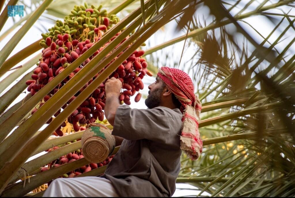 المملكة تحقق اكتفاءً ذاتيًا يتجاوز 100% في منتجات غذائية رئيسية