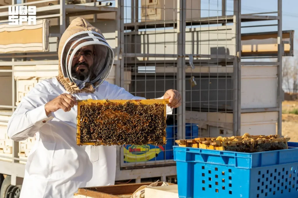 منتجو العسل في الجوف يبدؤون مواسم الإنتاج بعسل “الحمضيات”