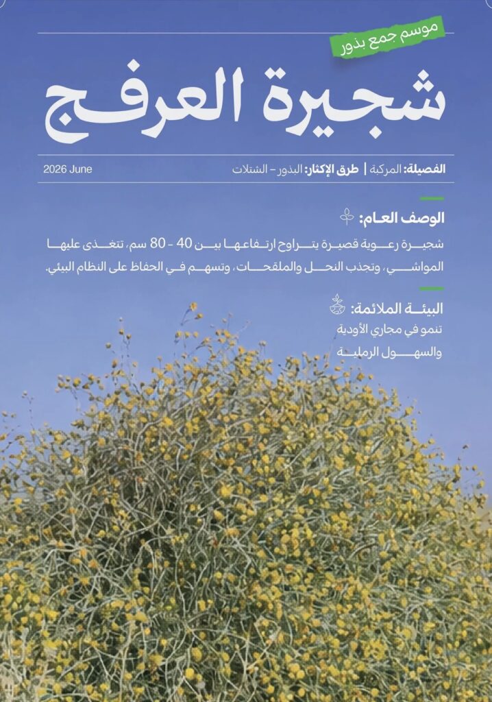 الغطاء النباتي”: انطلاق موسم جمع بذور العرفج تعزيزًا لجهود تنمية الغطاء النباتي وازدهار المراعي الطبيعية